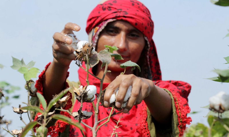 Pakistan cotton production down by 34% in a year